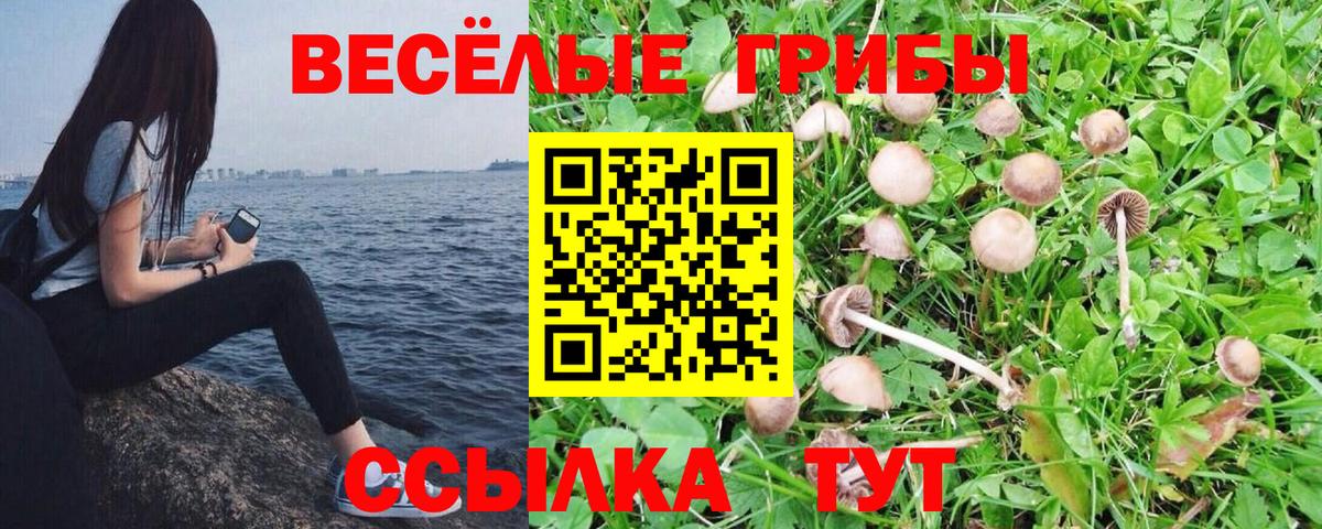Псилоцибиновые грибы Psilocybe Унеча